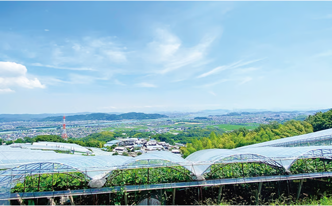 ぶどう 2026年 先行予約 シャイン マスカット 晴王 2房（合計約1kg） ブドウ 葡萄 岡山県産 国産 フルーツ 果物 ギフト デザート 食後 酸味が少ない 産地直送 [№5735-1679]