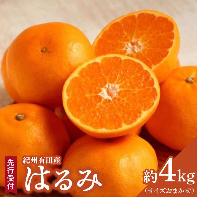 【2027年先行予約】【厳選・濃厚】 紀州有田産のはるみ 約4kg(サイズおまかせ)【ハルミ 春見 ミカン 蜜柑 柑橘 和歌山 有田】_ZD6376n