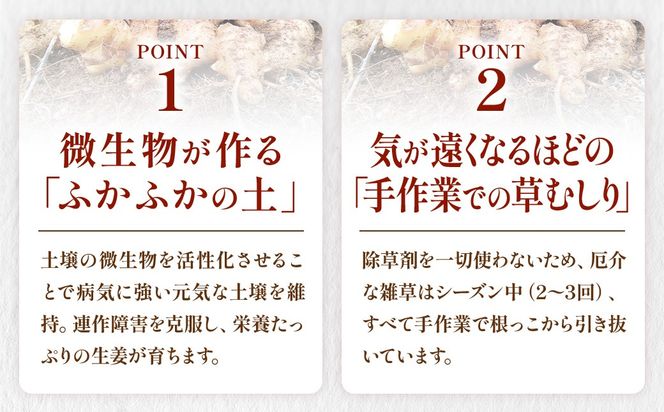 信玄生姜　おろし生姜　CE-3