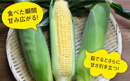 果物 みたいに 極甘 ！ 早朝 収穫 とうもろこし Lサイズ ( 300g ) × 20本《糸島》【有限会社ウラタ農園】 [ALI002]