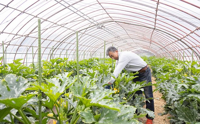 瀬戸内 牛窓産 ズッキーニ 約2kg（12本前後） 野菜 岡山県産 
