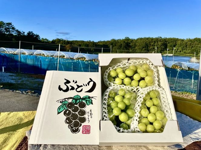 【2026年先行予約】【訳あり】 NISSHOKU FARM ご家庭用シャインマスカット 約1.0㎏（1～3房） / 甘い 岡山 訳アリ わけあり ぶどう ブドウ 葡萄 シャインマスカット 先行予約 フルーツ 果物 特選 真庭市 フルーツ王国【nisfarm019-01】