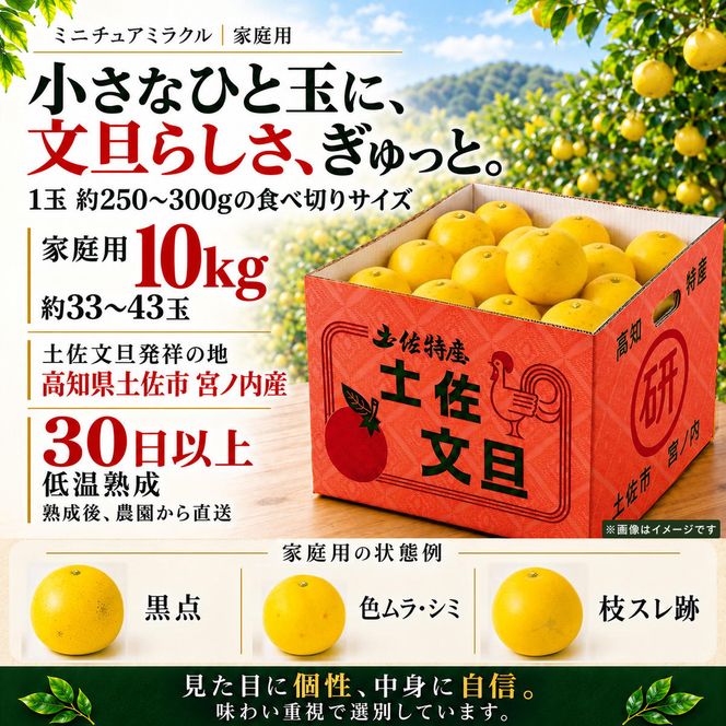土佐文旦 ミニチュアミラクル 10kg 家庭用 超小玉 日本ギフト大賞受賞 文旦発祥の地 園主こだわり 希少サイズ 小玉よりさらに小さい 高知県土佐市産 高知県産 国産 10キロ ぶんたん みかん 柑橘類 高級フルーツ 果物 産地直送 お取り寄せ ギフト 先行予約 やの一果彩[BQAC028]
