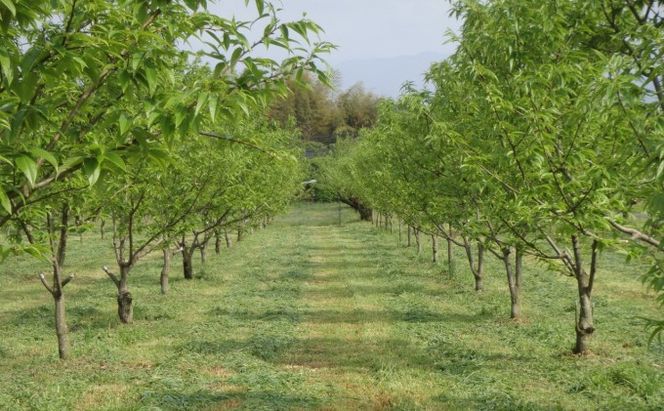 栗 草生栽培で育てた賀久農園の球磨栗 約3.9kg 2026年発送 配送不可 離島 果物類 くり 