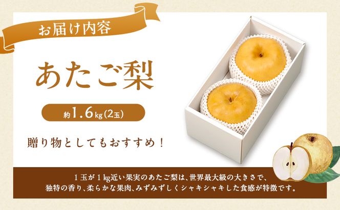 梨 2027年 先行予約 あたご梨 2玉 約1.6kg ナシ なし 岡山県産 国産 フルーツ 果物 直送！せとうちバスケット