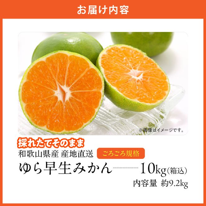 MK1062_【2026先行予約】ゆら早生 みかん 山から直送 箱込 10kg ( 内容量 9.2kg ) 採れたてそのままごろごろ規格 有田みかん 和歌山県産