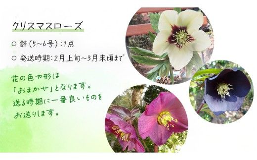 《 先行予約 》【 確実園 オリジナル 】 クリスマスローズ （ おまかせ 1点 ） ガーデニング 花 はな フラワー 鉢 鉢植え [BG001us]