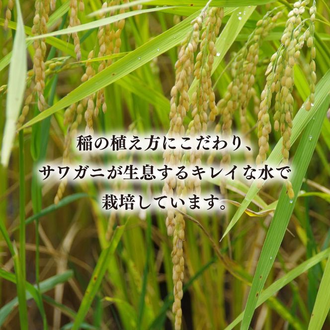 【令和7年産】コシヒカリ　5kg【安心 美味しい お米 おにぎり 茨城県 北茨城市】(BD102)