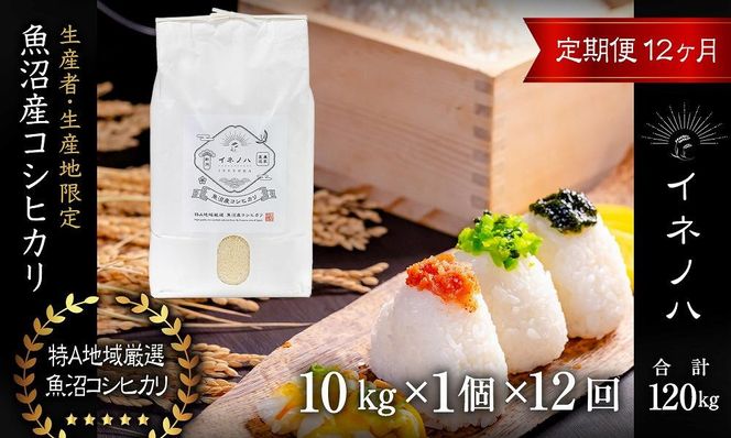 ＜定期便・全12回＞【令和7年産】魚沼産コシヒカリ「イネノハ 」精米(10kg×1)×12回 お米 白米 ご飯 産地直送 ミネラル 栄養分 こだわり 人気 新鮮 