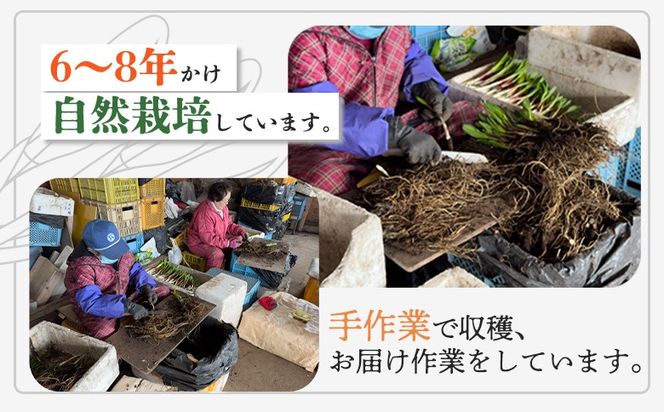 【ハーブとして最適】行者にんにくグリーン行者×4袋 （葉部）【20020】