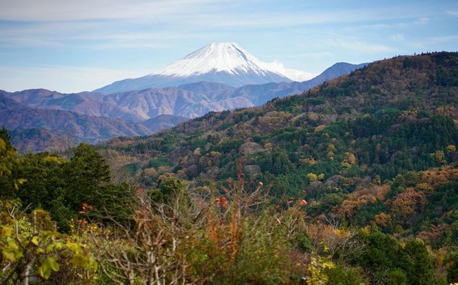 【２０２６年発送分】富士川町産 ゆず 約３kg　産地直送 穂積の柚子 マーマレードにも 柚子 ユズ 山梨 やまなし 富士川町【A5403】