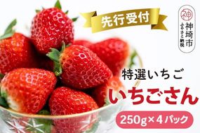 【先行受付 R7年1月中旬より発送】期間限定 特選いちご(いちごさん) 250g×4パック【苺 イチゴ ブランドいちご 朝採れ デザート スイーツ フルーツ 誕生日ケーキ バレンタイン】(H101103)