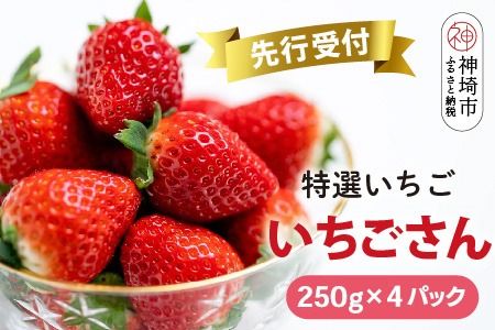 【先行受付 R7年1月中旬より発送】期間限定 特選いちご(いちごさん) 250g×4パック【苺 イチゴ ブランドいちご 朝採れ デザート スイーツ フルーツ 誕生日ケーキ バレンタイン】(H101103)