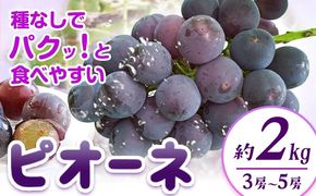 【先行予約】紀州和歌山産 ピオーネ 約2kg 3房-5房 魚鶴商店 《8月下旬-9月下旬頃出荷》 和歌山県 日高川町 フルーツ ぶどう 巨峰 2kg 和歌山県産 送料無料---wshg_cuot57_8g9g_24_20000_2kg---