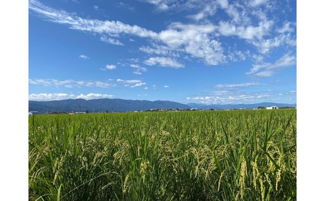 栽培期間中　農薬・化学肥料不使用で育てたお米/コシヒカリ/米/玄米/5キロ