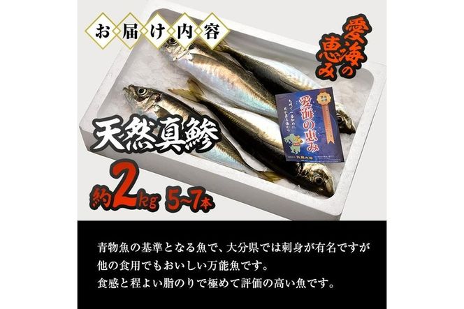 天然 真鯵 (約2kg・計5-7本) 直送 産直 漁師 魚 鮮魚 天然 アジ 鯵 青魚 獲れたて 刺身 煮つけ 塩焼き 冷蔵 豊後水道 鮮魚 大分県 佐伯市【CS04】【 (有)丸昌水産】