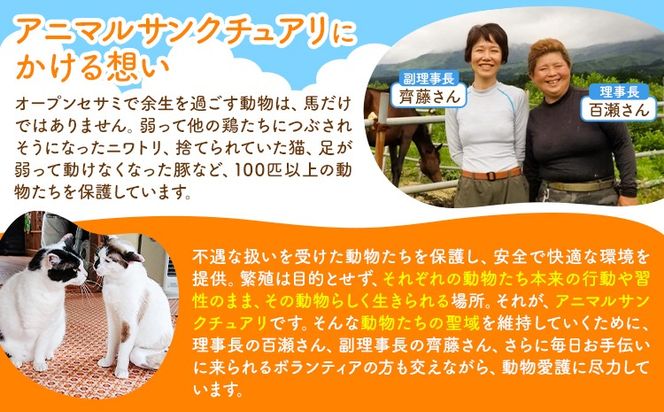 【返礼品なし】引退馬余生支援寄附 一般社団法人オープンセサミアライブ 熊本県 南阿蘇村 馬 ウマ 支援 競走馬 引退馬 生活支援 動物愛護 保護 返礼品なし 寄附 牧場 オープンセサミ アニマルサンクチュアリ---sms_opumasien_r7_5000---