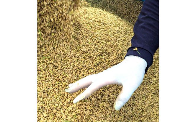 令和7年産　山崎農園こしひかり　無洗米10kg 313726_CH006