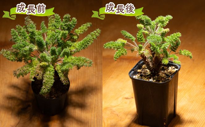 塊根植物 オレオフィルム ペラルゴニウム - 植物 インテリア ナチュラル 自然 グリーン カラフル 観葉植物 おしゃれ 癒し かわいい 多肉植物 塊根植物 サキュレントフィールド Succulent field 高知県 香南市 常温 cc-0014