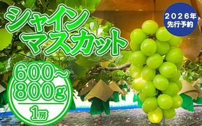【2026年発送分 先行予約】シャインマスカット（１房） 600～800g シャイン マスカット ぶどう ブドウ 葡萄 １房 600g 700g 800g 家庭用 自宅用 個人用 １人用 フルーツ 果物 くだもの 山梨 やまなし 10000円