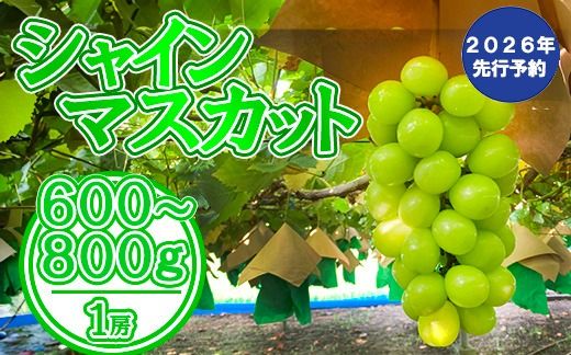 【2026年発送分 先行予約】シャインマスカット（１房） 600～800g シャイン マスカット ぶどう ブドウ 葡萄 １房 600g 700g 800g 家庭用 自宅用 個人用 １人用 フルーツ 果物 くだもの 山梨 やまなし 10000円