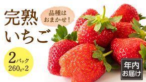 【 年内お届け 】 完熟 いちご 2パック 大粒 いちご 苺 イチゴ フルーツ 果物 [AF113ci]