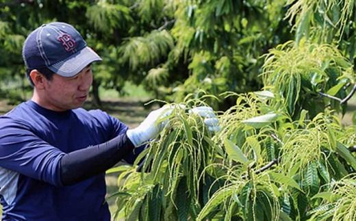 熟成小布施栗 約1kg 約2kg 選べる内容量 ［おぶせファーマーズ］ 果物 フルーツ 生栗 くり 長野県産 信州産 令和7年産 【2025年10月下旬〜11月下旬発送】