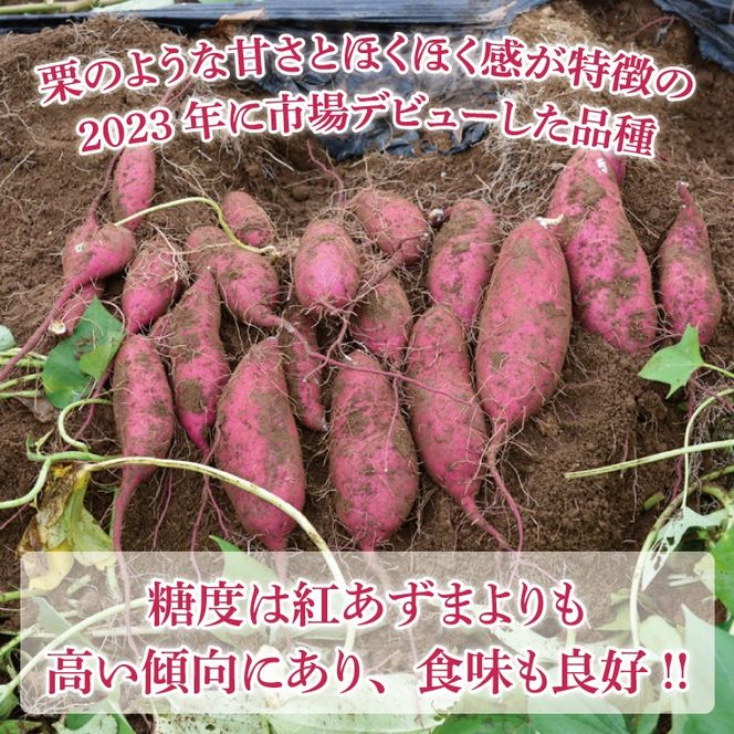 ＼栗風味のホクホク系／山﨑観光農園の栗かぐや 約6kg｜栃木県 益子町 ふるさと納税 里山 ほくほく さつまいも 栗かぐや 栗のような甘さ（AU016）
