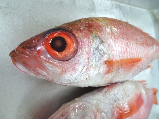 のどぐろ 定期便 2ヶ月 一や干し 3枚×2回お届け 富山 干物 ひもの 国産 ノドグロ 惣菜 おかず ごはんのお供 加工食品 冷凍 冷凍食品 魚 魚介類 魚介 海産物 定期 お楽しみ 2回