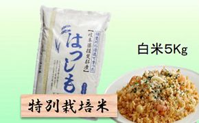 特別栽培米★白米５kg 【ハツシモ】 お米 ブランド米 銘柄米 精米 ご飯 おにぎり アッサリ 幻のお米 大粒 