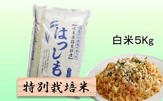 特別栽培米★白米５kg 【ハツシモ】 お米 ブランド米 銘柄米 精米 ご飯 おにぎり アッサリ 幻のお米 大粒 