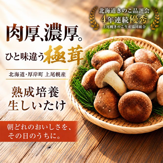 椎茸 北海道 厚岸町 上尾幌 朝どれ 菌床 しいたけ 「極茸」1kg（500g×2