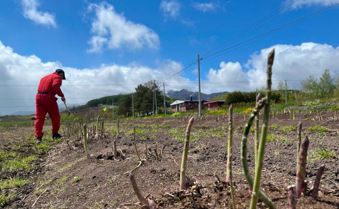 【2026年5月より発送】北海道 富良野市産 アスパラ 緑 (2Lサイズ) 約1.5kg 朝どり 露地 グリーン アスパラガス 詰め合わせ 野菜 新鮮 数量限定 先着順【藏ファーム】