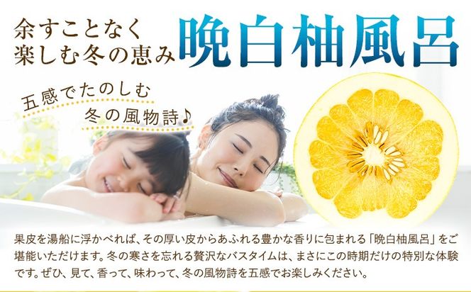 柑橘 晩白柚 選べる L 2L 3L 1玉 ～ 6玉 約1.5kg～10kg 日本フルーツ株式会社《12月上旬-2月末頃出荷》熊本県 氷川町 ばんぺいゆ 果物 フルーツ 大玉 爽やか 甘み 酸味 香り 常温保存 柑橘類 冬 果肉 プリッ 食べ応え---hkw_nhf_1_1500g---