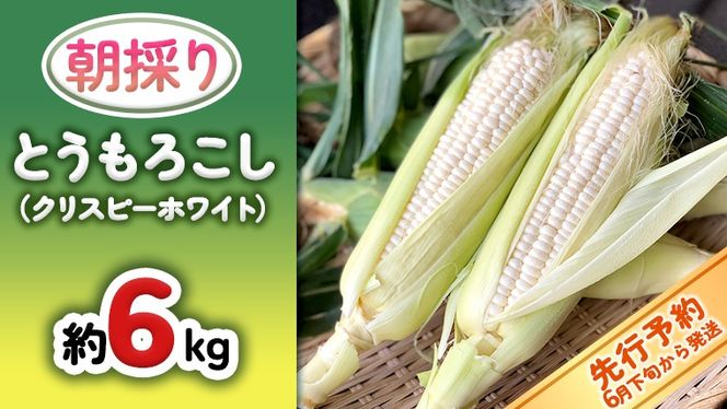 【 先行予約 2025年 6月下旬 以降発送】【 令和7年産 】 朝採り とうもろこし （ クリスピーホワイト ） 約 6kg トウモロコシ スイートコーン 野菜 産地直送 期間限定 [AX018ya]