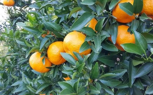 【先行受付】特別栽培ポンカン 10kg サイズミックス 柑橘 ポンカン ぽんかん フルーツ 果物 果実 九州産 熊本県 上天草市【2026年1月上旬から2月下旬発送予定】