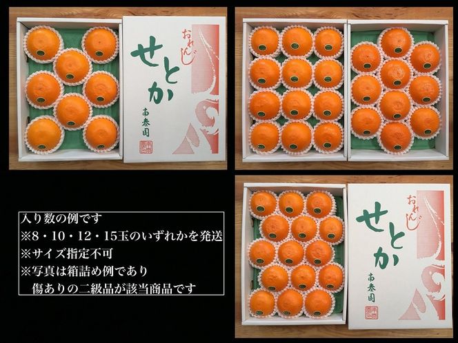 ちょっと 傷あり 柑橘の大トロ ハウス せとか 8 ～ 15玉入 化粧箱 南泰園  BS134 