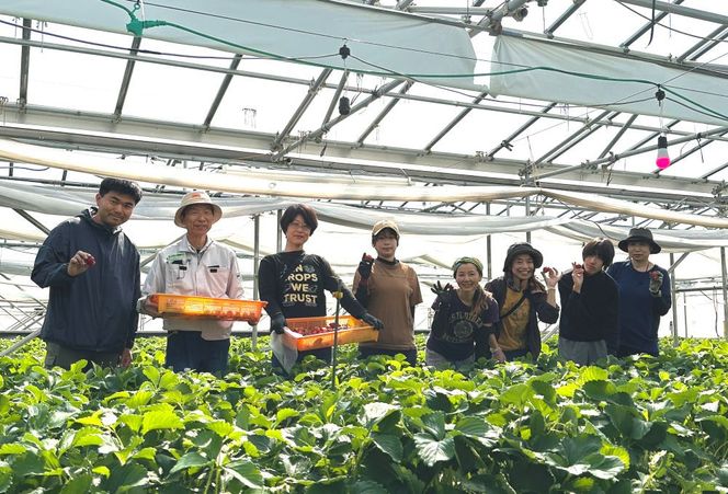 【オーガニックnico】有機栽培のいちご狩り1名分(2026年3月～4月開催)｜京都 大原野 いちご 食べ放題 人気 おすすめ [ 有機いちご 40分いちご狩り＋お土産付き 幼児は無料 人気 おすすめ 果物 フルーツ フルーツ狩り ふるさと納税 ] 261009_B-SR04