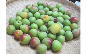 6月中旬～順次発送 青梅（紅映梅）1kg 2Lサイズ前後 秀と優の混合 野菜 ウメ