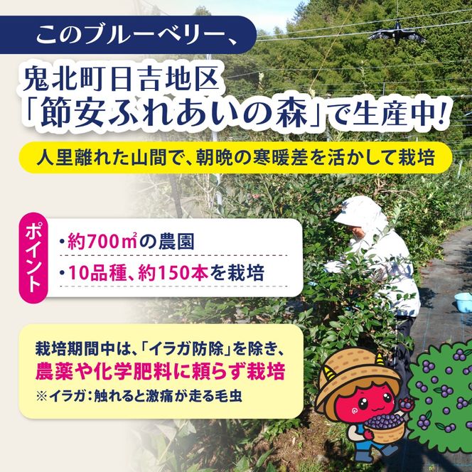 【先行予約】【選別済み大粒】冷凍ブルーベリー900g（150g×6P） | 選別済み 大粒 国産 個包装 小分け 冷凍 鬼北町直営農園 果実 フルーツ 果物 くだもの 朝食 ヨーグルト　鬼北町役場 日吉支所 愛媛県 ※2026年8月～発送