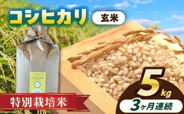 【3回定期便】特別栽培米　コシヒカリ　玄米　5kg　お米　ご飯　愛西市／株式会社戸倉トラクター[AECS031]