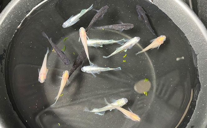 菊まるめだかの【イチオシめだか３種セット】計24匹 生き物 メダカ お魚 ペット 