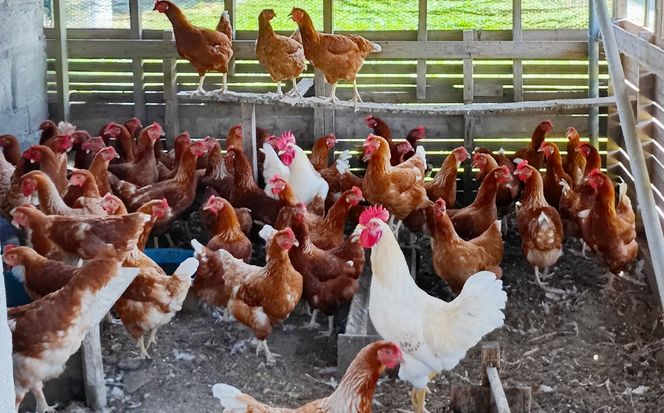北海道 豊浦 おふけしの平飼い卵 48個 