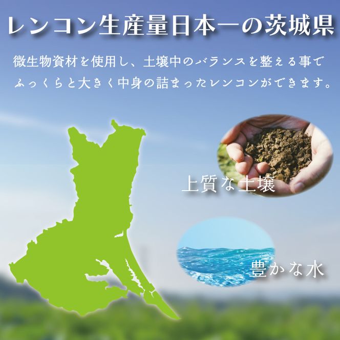 【先行予約】【2026年9月より順次発送開始】レンコン　約2kg｜茨城県 行方市 ふるさと納税 蓮根 レンコン 野菜 やさい(EG-2)