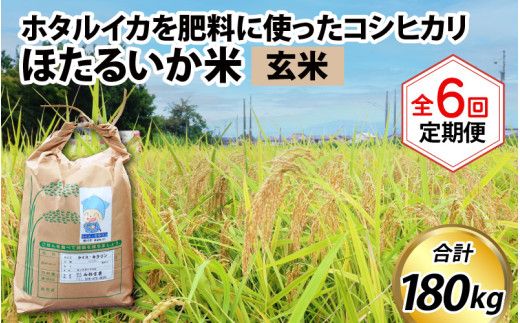 【訳あり】ほたるいか米（玄米30kg）×6回 計180kg【6ヶ月定期便】