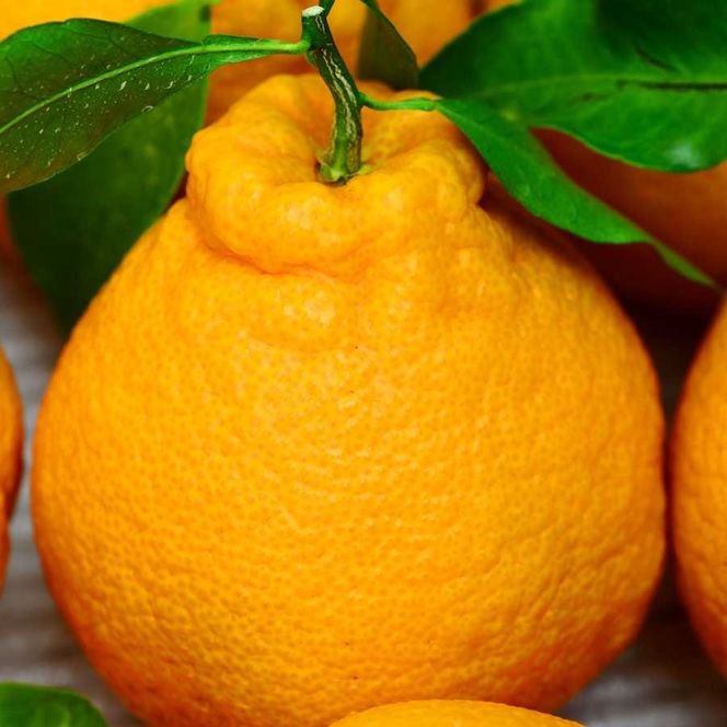 ZJ6071_不知火(しらぬい) オレンジ みかん 2kg 訳あり ご家庭用 サイズ混合