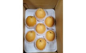 【先行予約】岸田秀果園 王秋 (ギフト用)5kg 313726_CY016