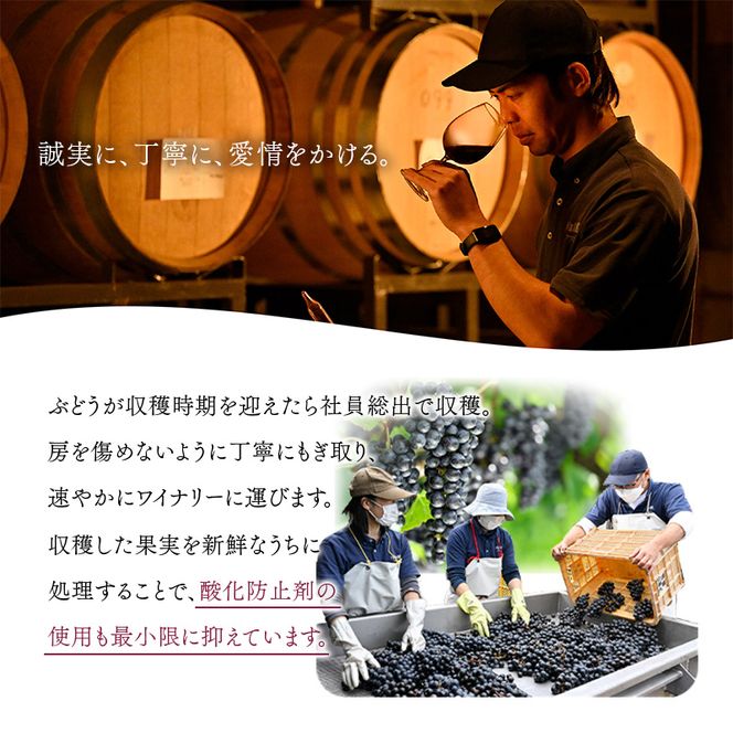 FYN6-229 【月山トラヤワイナリー】 月山山麓（赤） ハーフボトル 360ml 赤ワイン 山形県 西川町