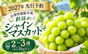 FF009 【2027年 先行予約】山梨県都留市産 朝採れ シャインマスカット ２~3房（約1.0kg以上） シャインマスカット　シャイン　フルーツ　山梨