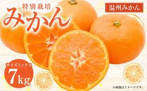 【先行受付】 特別栽培みかん 7kg サイズミックス 温州みかん みかん ミカン 蜜柑 フルーツ 柑橘 果物 果実 熊本県 上天草市【2025年12月下旬から2026年1月下旬発送開始】